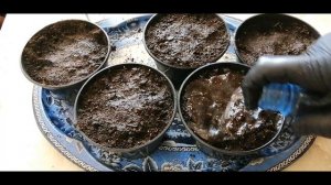 ?????ТАК ЛЕГКО РАЗМНОЖИТЬ ЧЕРНУЮ СМОРОДИНУ СМОЖЕТ КАЖДЫЙ! ЗИМНЕЕ ЧЕРЕНКОВАНИЕ