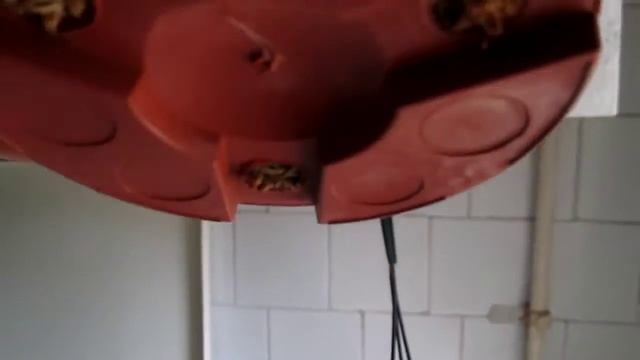 Мох - сфагнум - как он помогает мне при выращивании орхидей и других растений смотреть онлайн