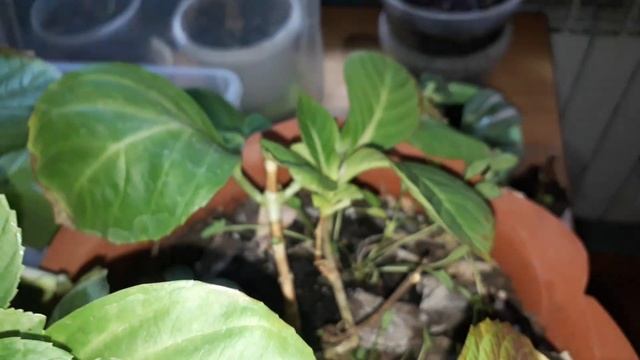 Гортензия в квартире. смотреть онлайн