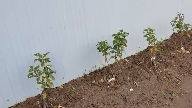 Установили металлические ГРЯДКИ/ укрыла РОЗЫ/ обрезать ГОРТЕНЗИЮ или нет? смотреть онлайн