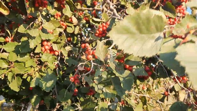Боярышник в саду. 100%польза. смотреть онлайн