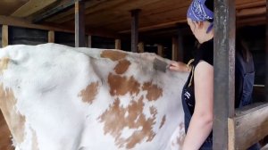 ДОЙКА ПОСЛЕ ОТЁЛА. КАК ПОЛУЧИТЬ МАКСИМУМ МОЛОКА ОТ КОРОВЫ.