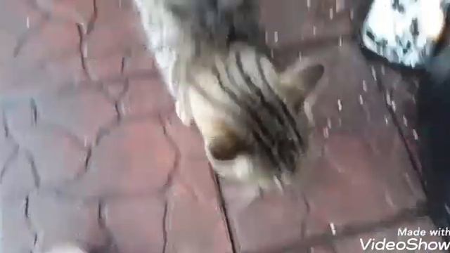 Откармливаем очередного приблудного котика.Люди,не бросайте своих животных!они хотят быть домашними смотреть онлайн