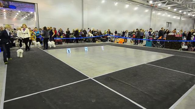 Евразия-2 (24 марта 2013 г.) Бишон фризе Кобели Открытый класс смотреть онлайн