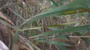 (результативный вечерний выход на птицу). Охота на Фазана - 2016.mp4