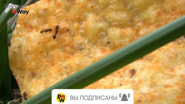 Я Не Верил, Но От Муравьев Помогло Сразу, Прямо На Глазах / Топ 3 Способа Проверенных ! смотреть онлайн
