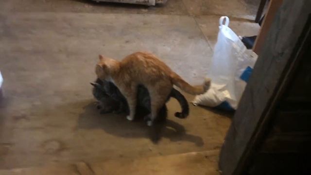 Коты просто треш смотреть онлайн