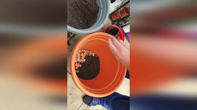 REPOTTING ROSES IN CONTAINERS смотреть онлайн