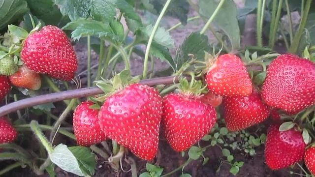 Сорт клубники Милая -саженцы клубники в Беларуси смотреть онлайн