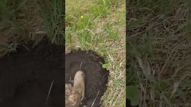 Подготовка почвы под посадку плодовых деревьев. смотреть онлайн