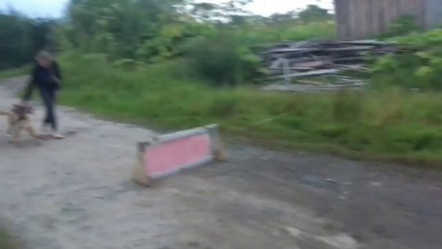 Как научить собаку команде "БАРЬЕР" смотреть онлайн