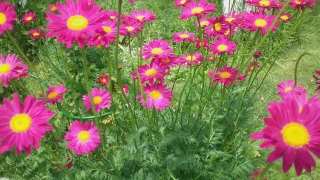 Как избавиться от долгоносика на клубнике? Посадите рядом с клубникой пиретрум! смотреть онлайн