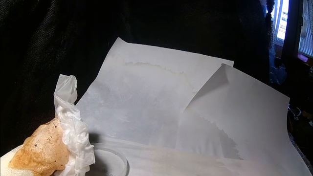 Весёлка обыкнове́нная, или Фаллюс нескромный, (лат. Phallus impudicus) timelapse смотреть онлайн