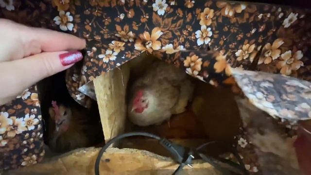 Чтобы хорошо неслись куры Что я категорически не даю курам несушкам смотреть онлайн