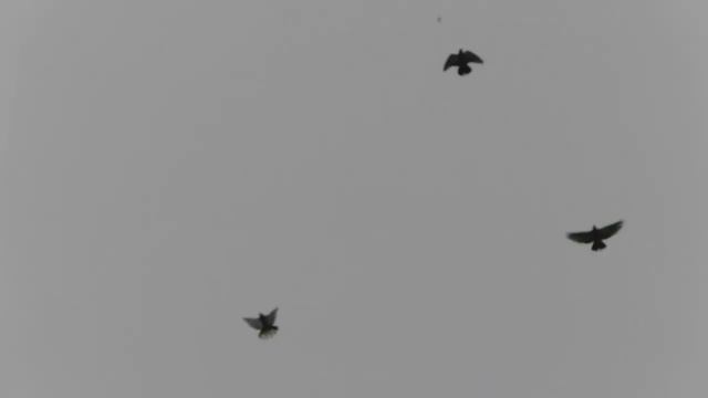 S3120002 Голуби Зимовники смотреть онлайн