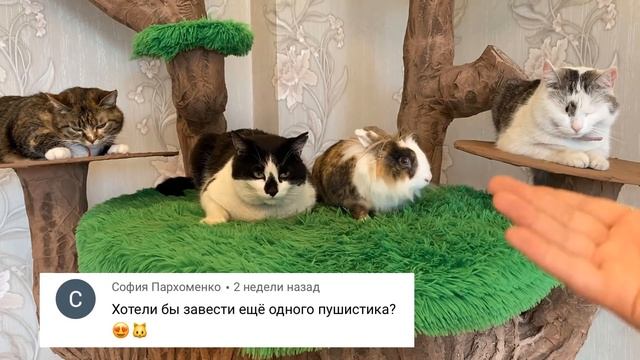 ВОПРОСЫ от ПОДПИСЧИКОВ ! КОГДА НОВЫЙ ПИТОМЕЦ? и КОТ которого ВЫ не ВИДЕЛИ
