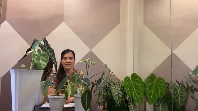 ALOCASIA | PLANT CARE & TIPS | EXPERIENCES | VLOG #16 смотреть онлайн