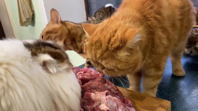 A large piece of meat for a large family of cats. смотреть онлайн
