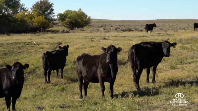 CIMARRON VALLEY RANCH