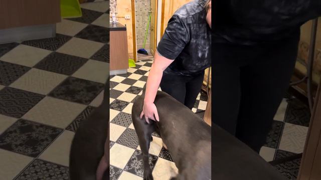 А потом мы заехали к друзьям и потискали Маркуса, Одина, Рича и Марселя ❤️❤️❤️ смотреть онлайн