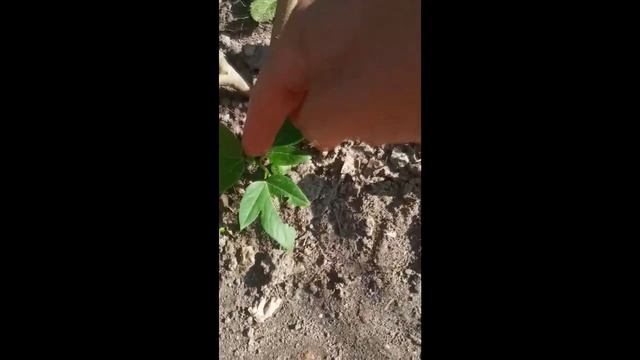 "Маракуйя Северная" покоряет сердца садоводов. смотреть онлайн