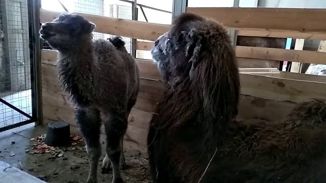 Пензенский зоопарк верблюжонок смотреть онлайн