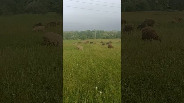 Содержание овец. смотреть онлайн