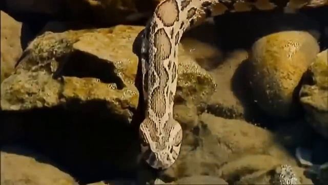 Камышовый кот