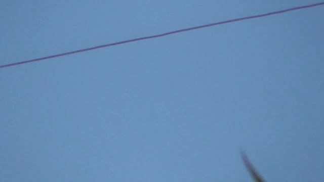 Сокол Сапсан снова здесь -1 голубь. Falcon Peregrine is here again -1 pigeon смотреть онлайн