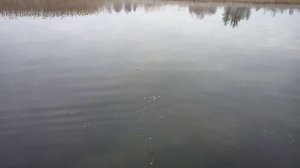 Рыбалка на щуку+розыгрыш воблера Megabass Anthrax 83