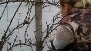 обрезаем розу Леонардо да винчи, питомник роз Полины Козловой, rozarium.biz