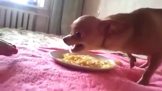 Чихуа херачит макароны