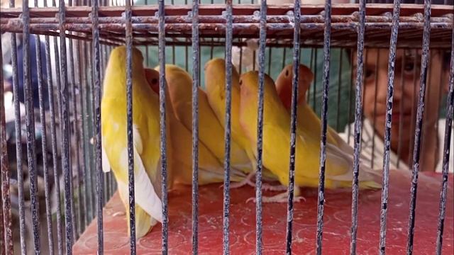 Birds Paradise: Visit Famous Lalukhet Market for Budgies, Love Birds, and Java Finches смотреть онлайн