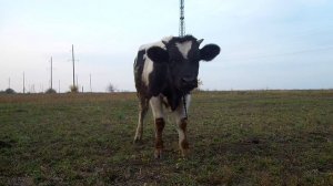 Выращивание бычков выгодно или нет