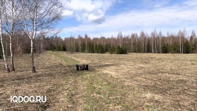 Дрессировка собак. Наши малиновые прогулки. Весна 2022 смотреть онлайн