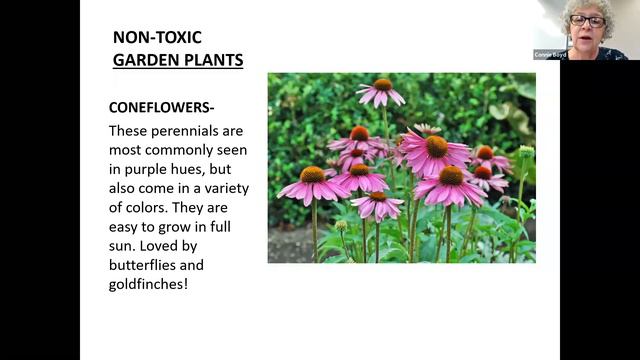 Pet Friendly Plants - Garden Talk смотреть онлайн