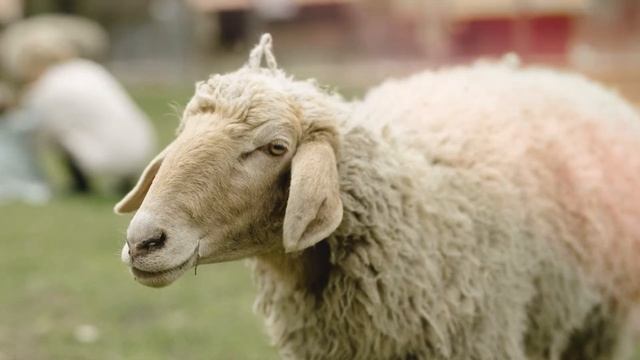 Звук овцы: какие звуки издает овца? смотреть онлайн