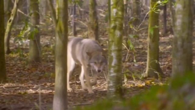 канадский волк интересные факты о волках смотреть онлайн