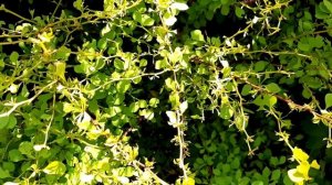 Пилильщик — прожорливая гусеница, которая может выпилить ваш сад  Способы борьбы