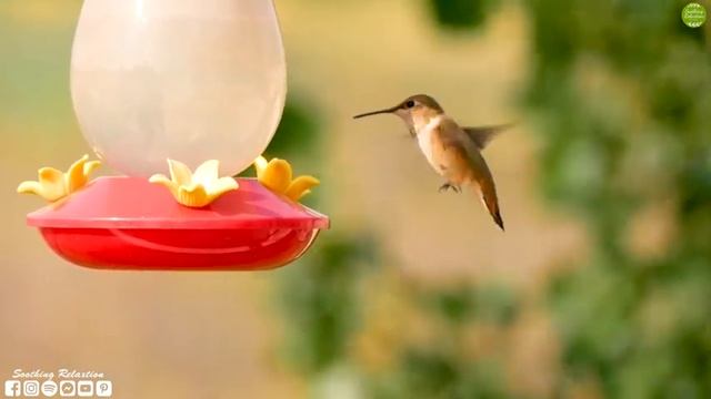 Это лучшая музыка для души! Самая красивая мелодия на свете! Лучшее видео на эту музыку #2