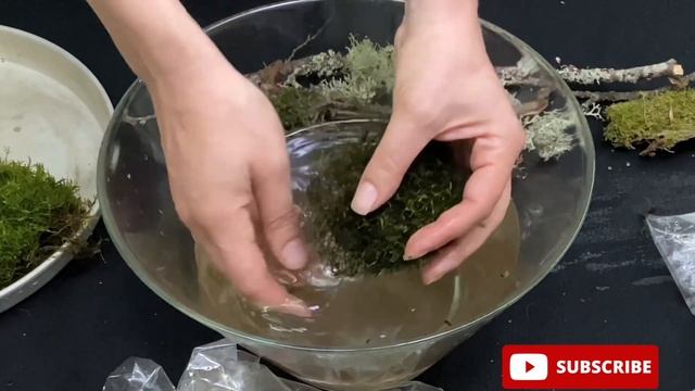 How to Clean and Prepare Moss and Lichen for making Terrarium; Part 2 смотреть онлайн
