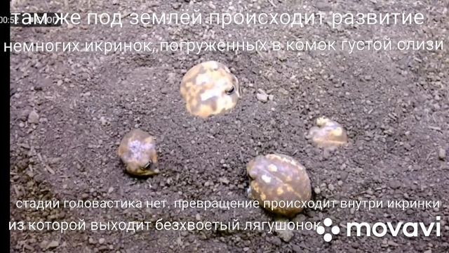 Южноафриканский узкорот (Breviceps adspersus). КВАКВАПЕДИЯ смотреть онлайн