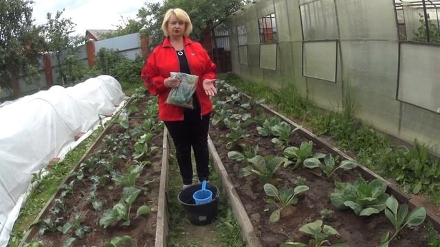 КАПУСТА. Тонкости выращивания капусты в открытом грунте . смотреть онлайн