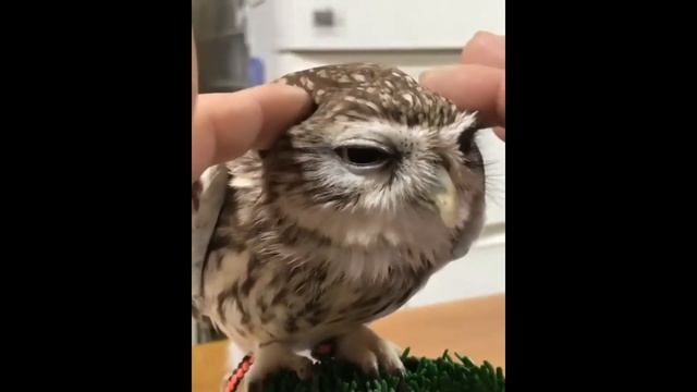 Лучшая подборка с Совами!! СОВУШКА-СПЛЮШКА смотреть онлайн