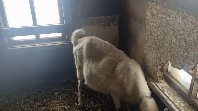 Окот у козы. У нас пополнение! смотреть онлайн
