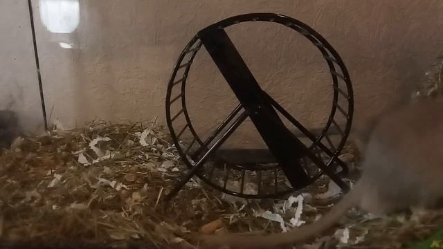 Монгольская песчанка. Уход и содержание смотреть онлайн