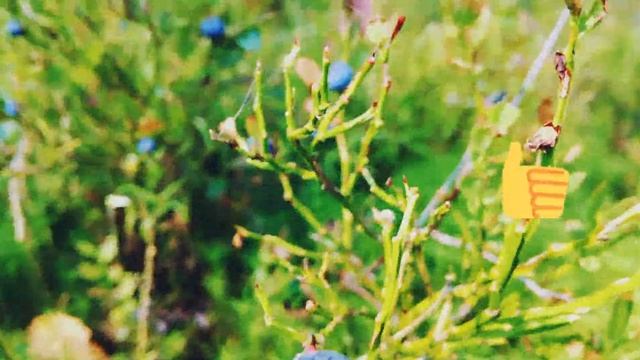 Мох в лесу смотреть онлайн