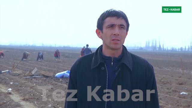 Эрте бышар КАРТОШКА эгилди || ДЫЙКАНДАРДЫН үмүтү ЧОҢ смотреть онлайн