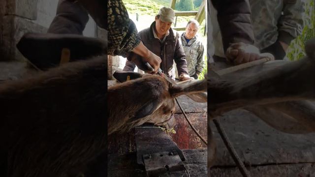 Сезон пантолечения, резка рогов марала для поднятия силы, Казахстан (1) смотреть онлайн