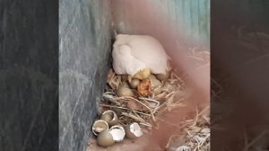 Китайский расписной перепёл. Начало новой жизни!